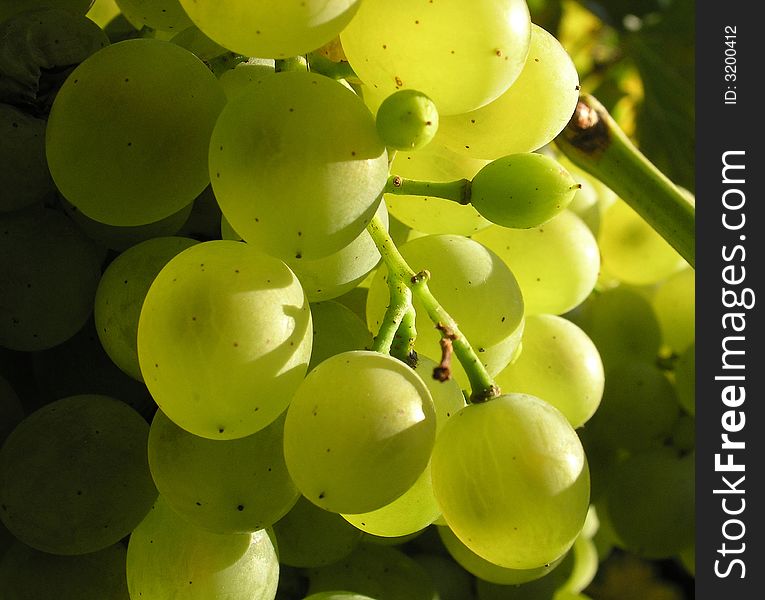 White grape in close up. White grape in close up