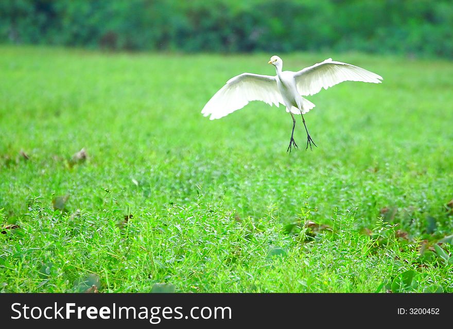 A Egret is about to land. A Egret is about to land