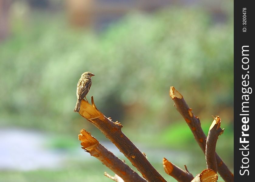 A Sparrow sitting on woods, and looking