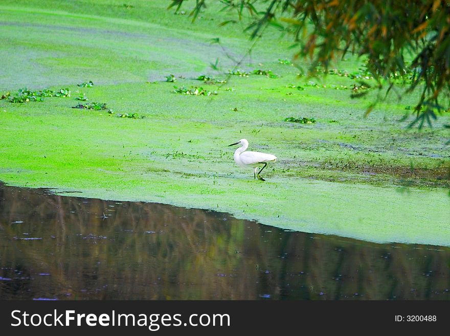 A white egret walking on the water looking for prey