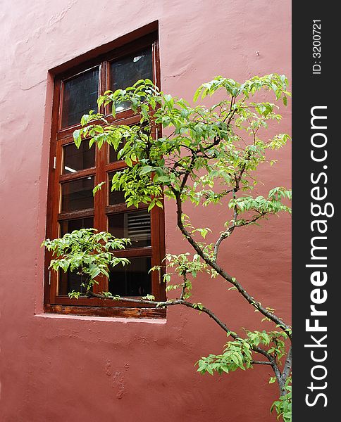 Old wooden window and red wall with plant as foreground. Old wooden window and red wall with plant as foreground