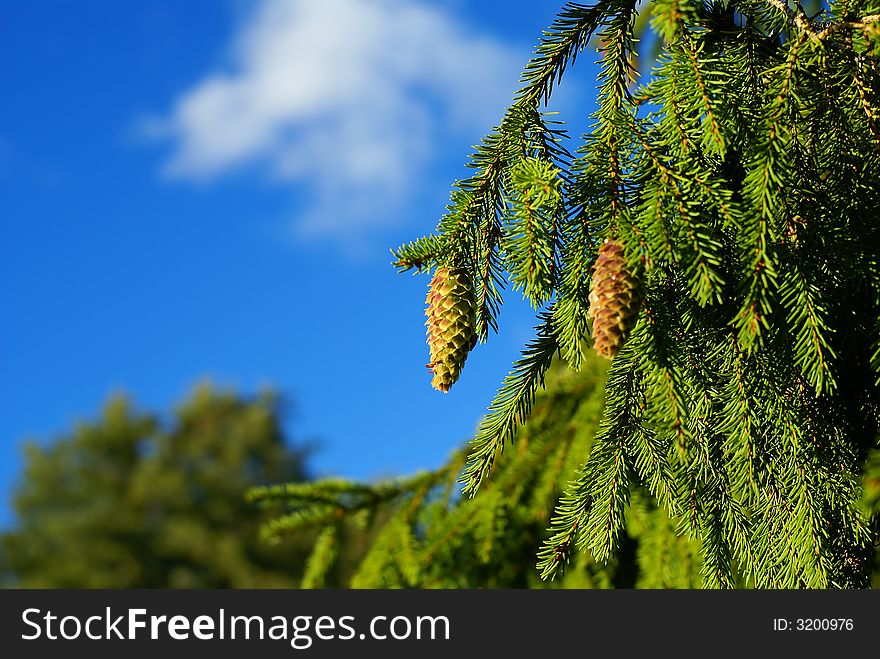 Pine cone on branch against blue sky