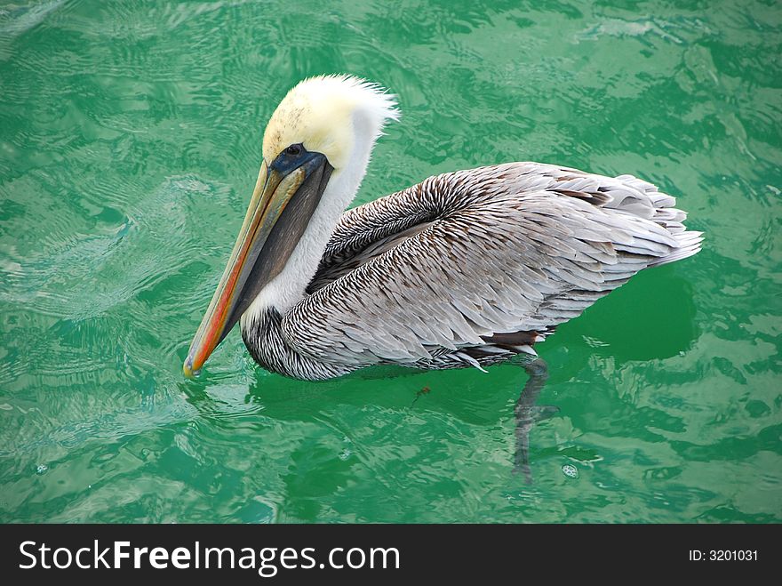 Florida pelican on clear aqua sea. Florida pelican on clear aqua sea