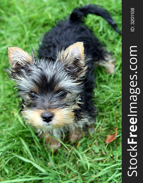 3 months old yorkshire terrier