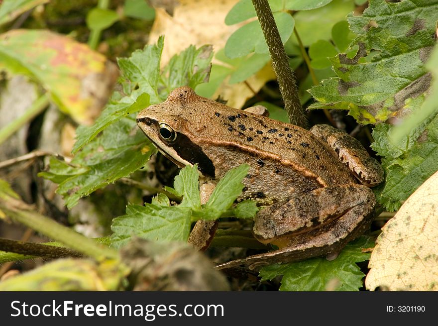 Green Frog On Leaves