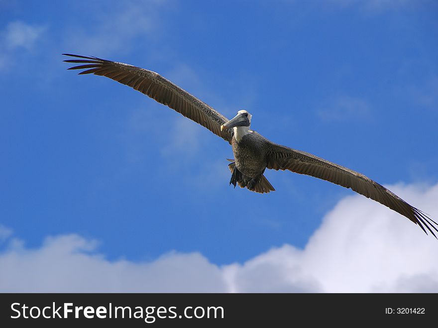 Close up of a pelican flying against a clear blue sky. Close up of a pelican flying against a clear blue sky