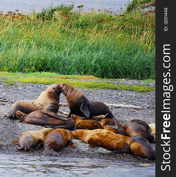 Sea lions rubbing noses