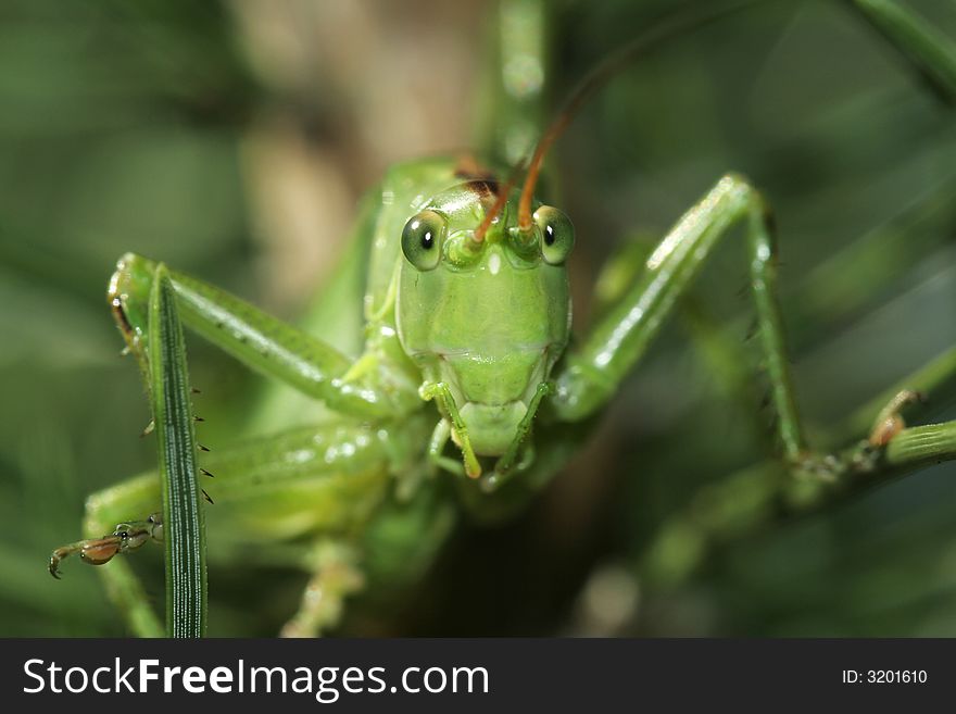 Green grasshopper looking at you