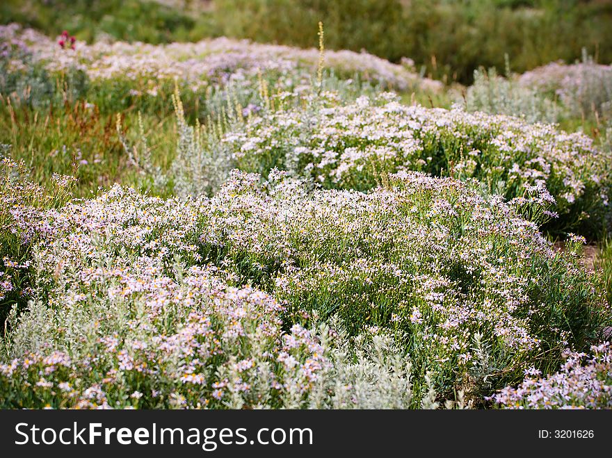 Wild flowers in Little Cottonwood Canyon, UT