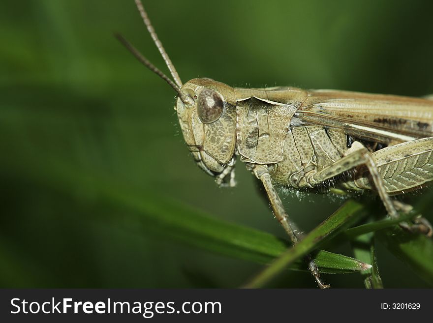 Little brown grasshopper in the grass