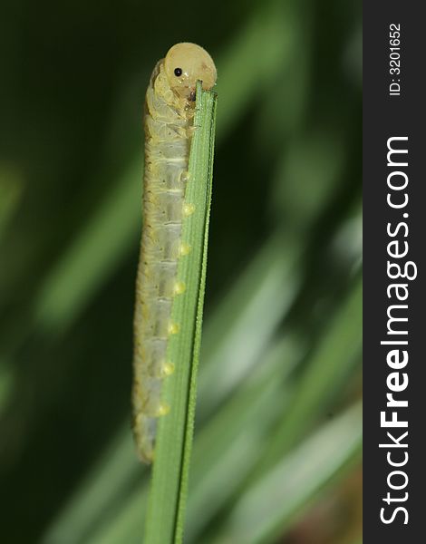 Small caterpillar eating of the grass