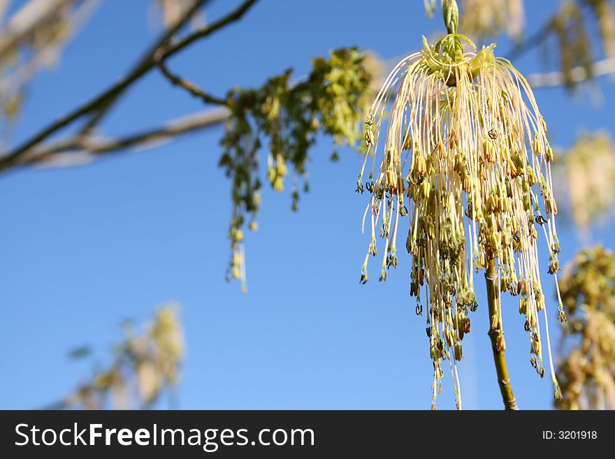 Start of spring as new leaves start to come out, agains a blue sky, a light breeze