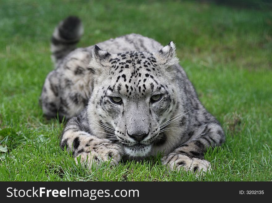 Snow Leopard Crouching