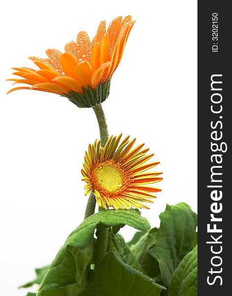 Orange gerber daisy with water droplets in bloom against white background