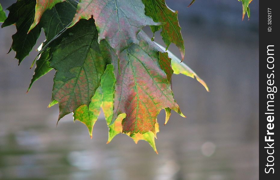 Wanted to take those leaves with a simple background. Simplicity is often the best. Wanted to take those leaves with a simple background. Simplicity is often the best.