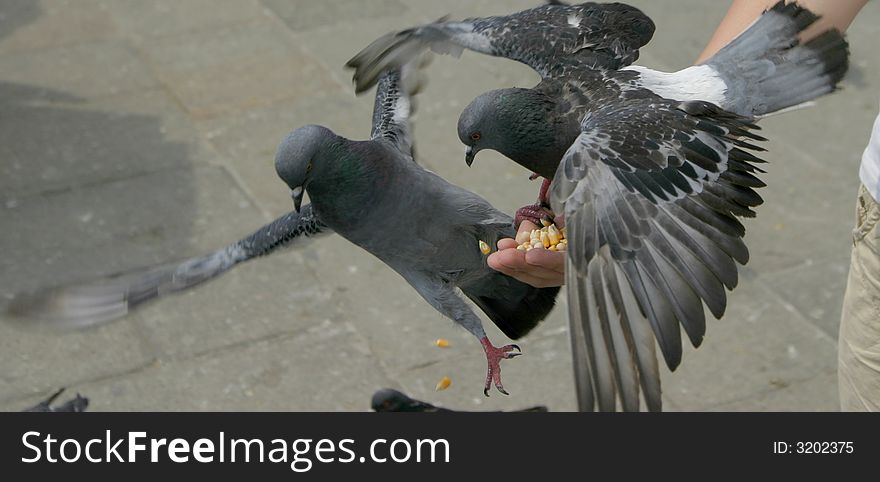 The teenager feeds the pigeons