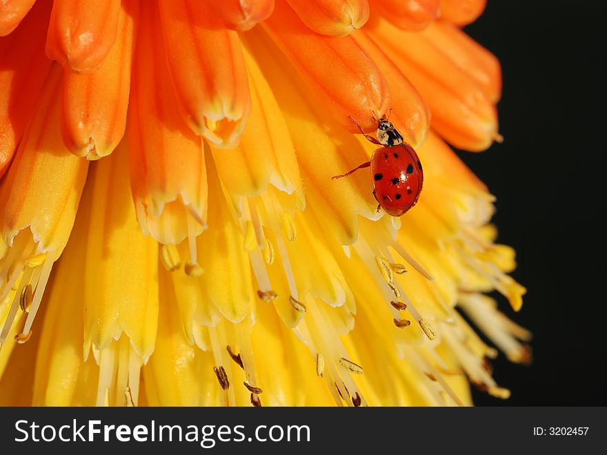 Ladybug climbs up a colorful flower.