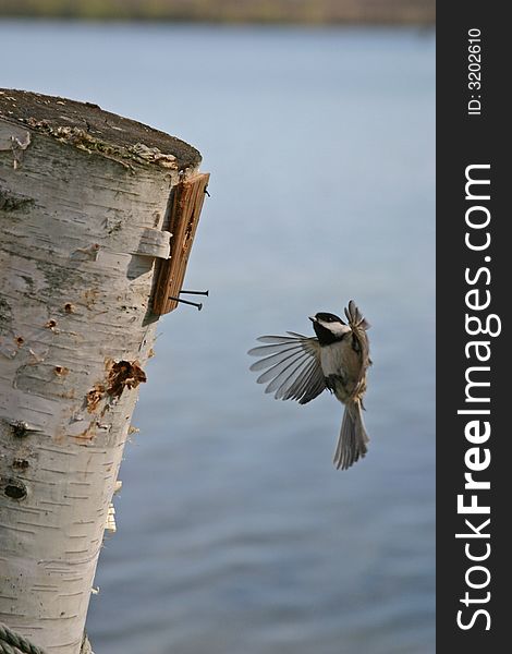 Bird flying to its nest in the summer by a lake. Bird flying to its nest in the summer by a lake.