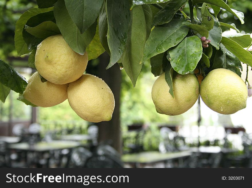 Beautiful lemon trees in Fiosole Italy