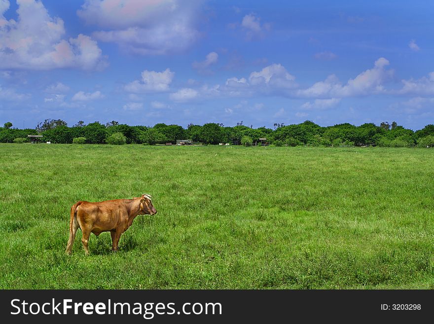 Cow Standing in an Empty Field. Cow Standing in an Empty Field