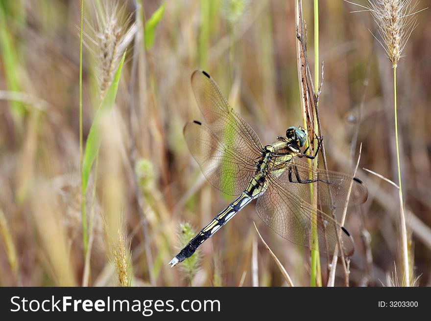 Dragonfly