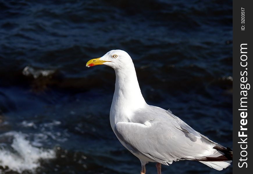 seagull standing on a cliff