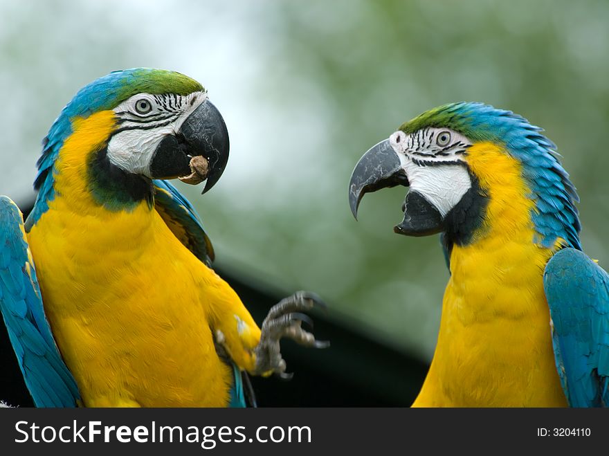 Close-up of two beautiful blue-and-yellow macaw's  (Ara ararauna)