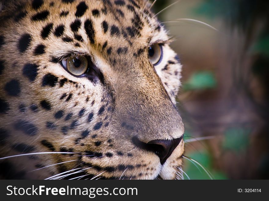 Close-up of a beautiful leopard