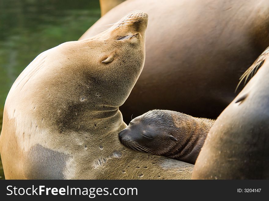 Cute baby seal on mothers back