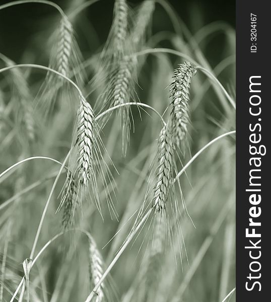 Wheaten ear on a background of a field