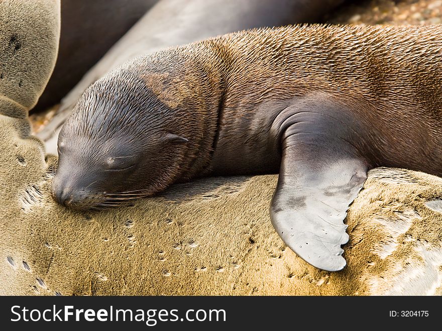 Cute baby seal on mothers back