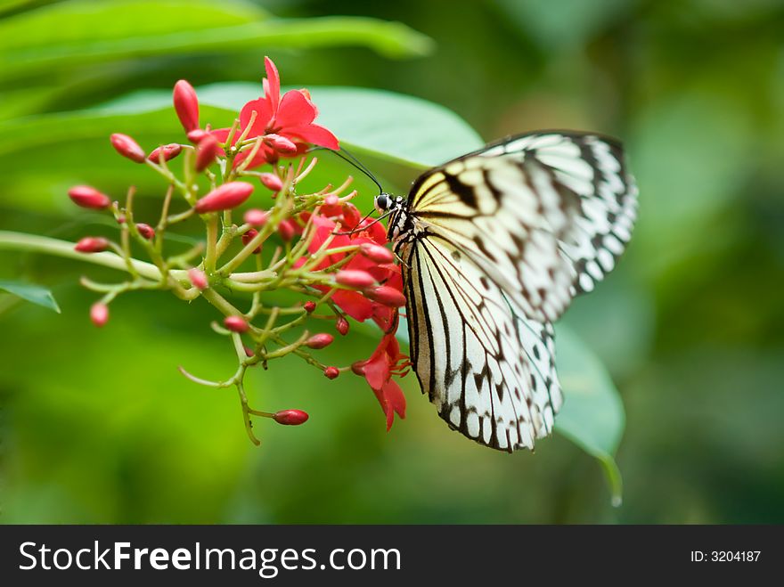 Close-up of a beautiful butterfly