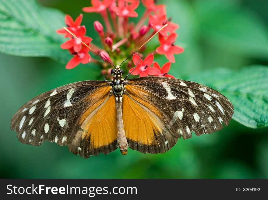 Close-up of a beautiful butterfly