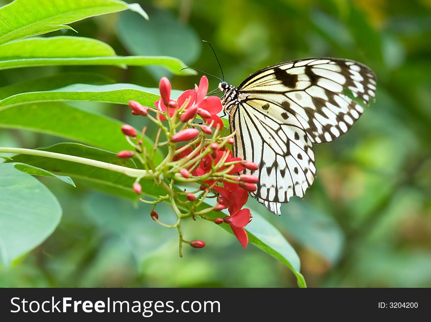 Close-up of a beautiful butterfly