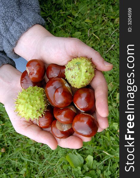 Some chestnuts in hands on the bacground of green grass