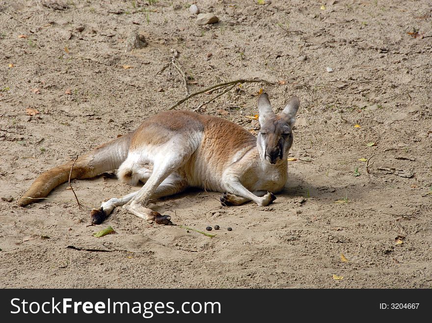 An eastern grey kangaroo sitting down and having a rest