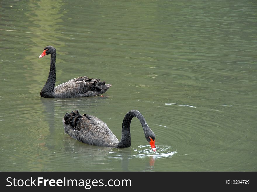 Two black swans on the shore of the lake