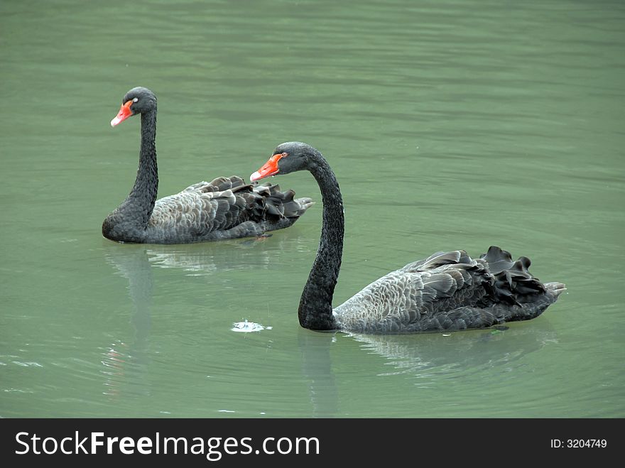 Two black swans on the shore of the lake