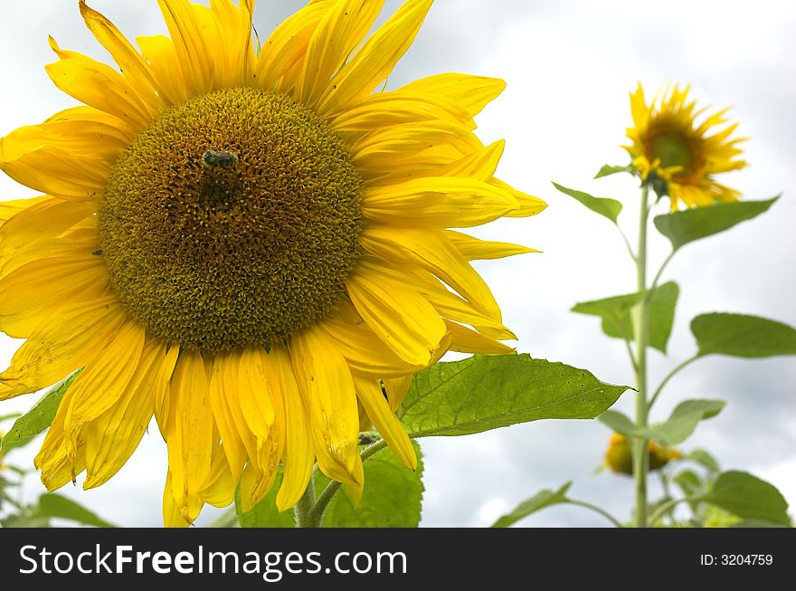 Sunflower on a background of the blue sky