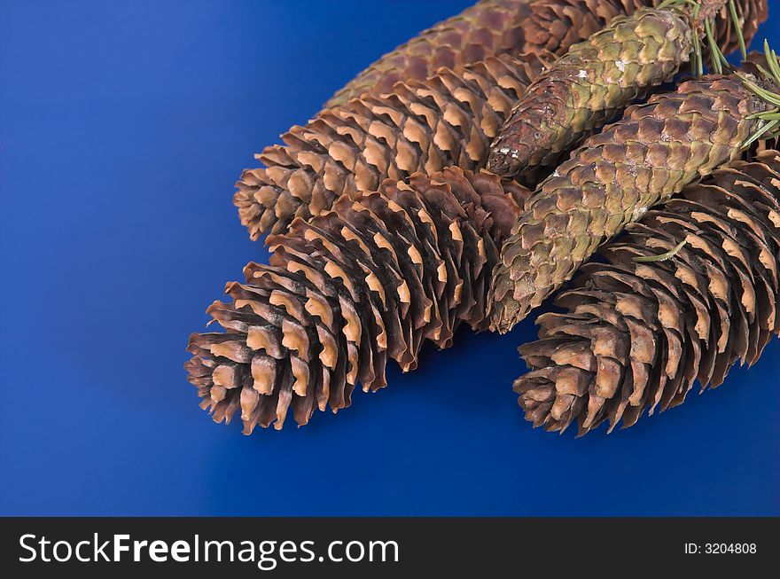 Fir-cone on a blue background. Fir-cone on a blue background