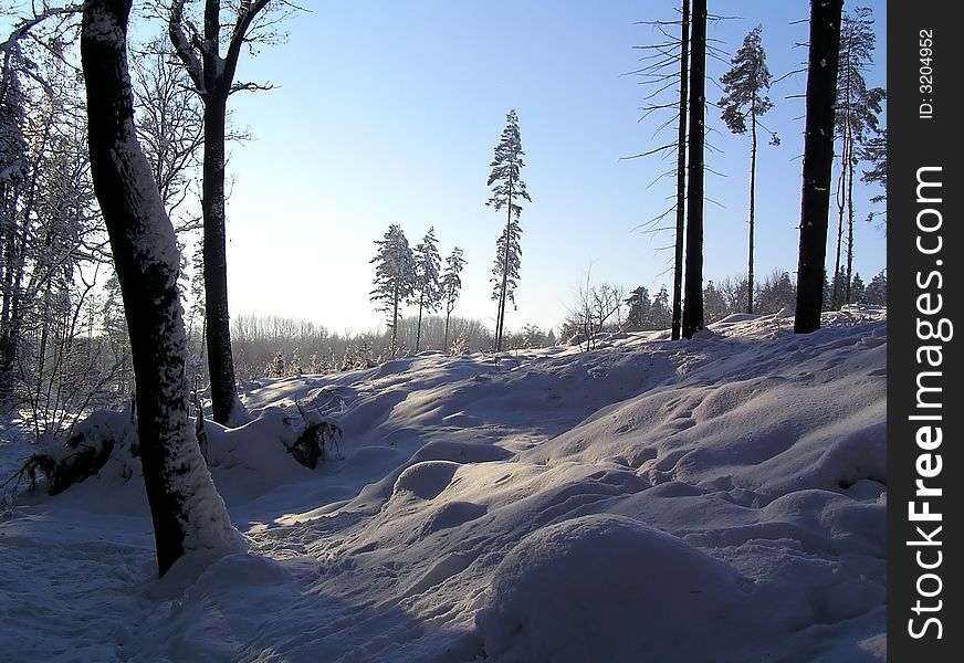 Forest in winter in Czech republic