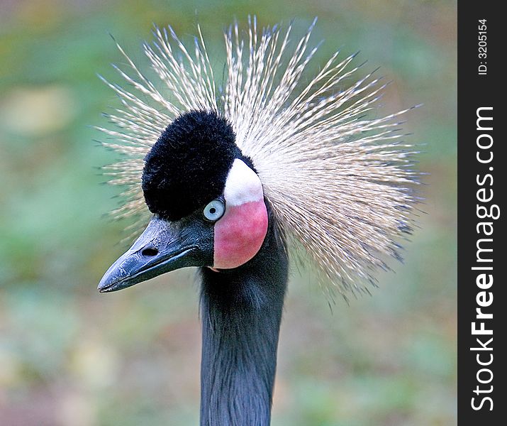 Close-up view of black crowned crane. Close-up view of black crowned crane