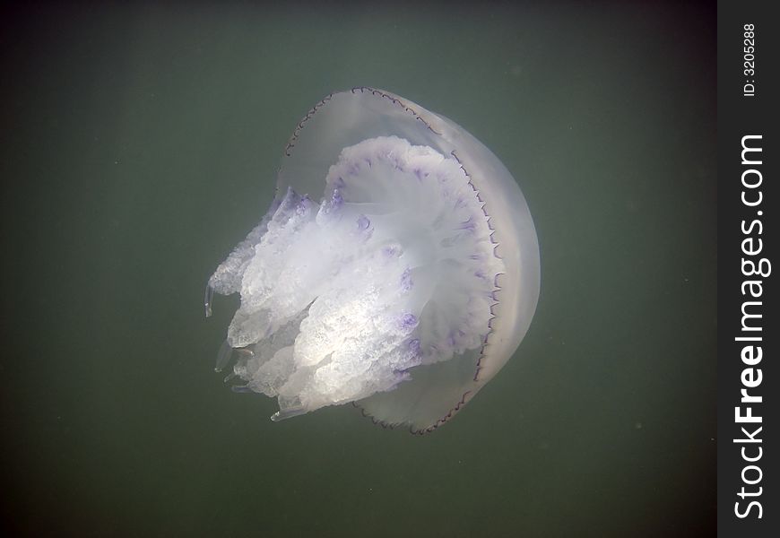 Sea jellyfish by the black sea in Crimea