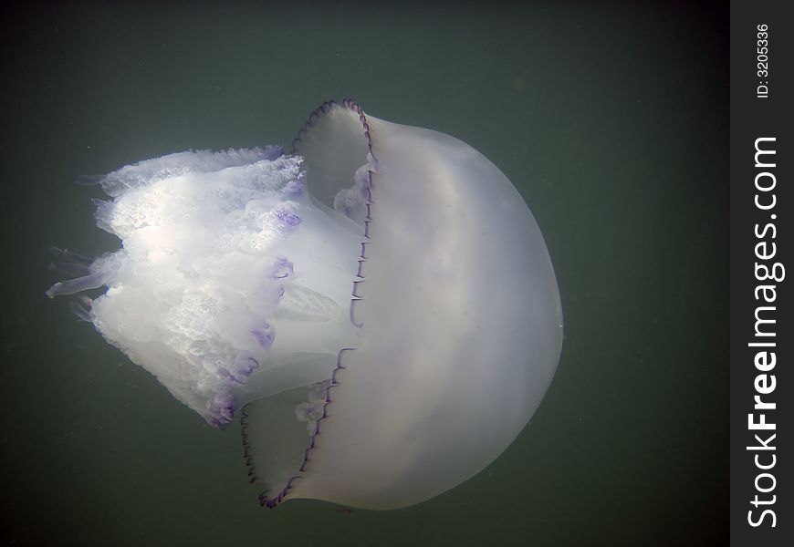 Sea jellyfish by the black sea in Crimea