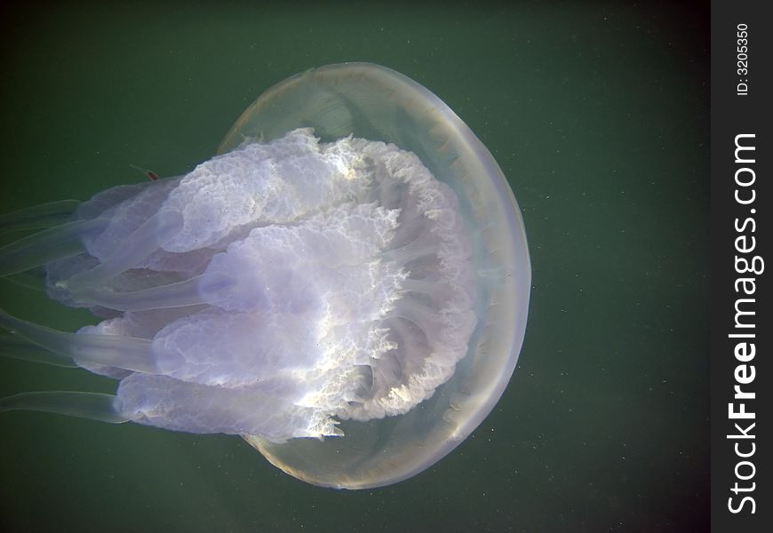 Sea jellyfish by the black sea in Crimea