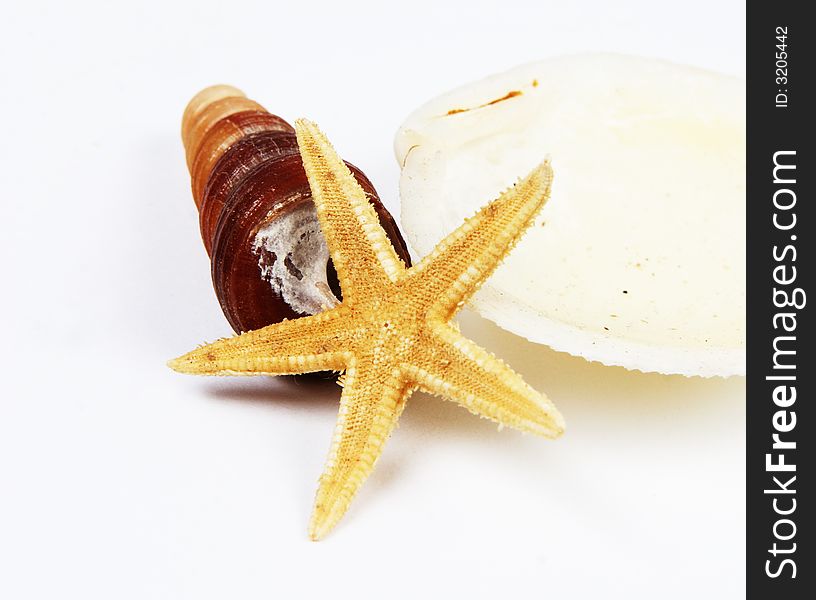 Shells And Starfish Isolated