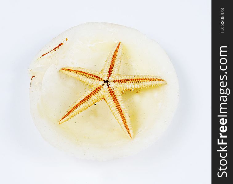 Star fish in a shell. Star fish in a shell.