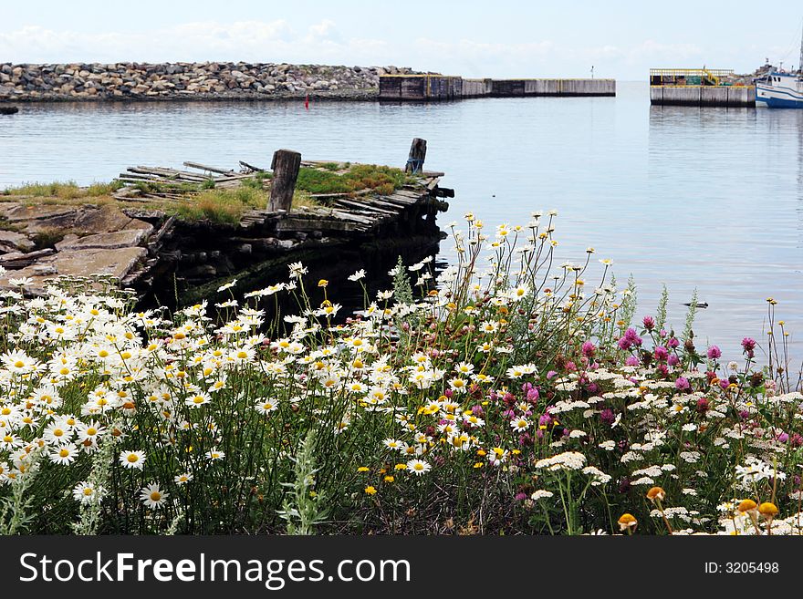 Flowers blooming at an old run-down wharf. Flowers blooming at an old run-down wharf.