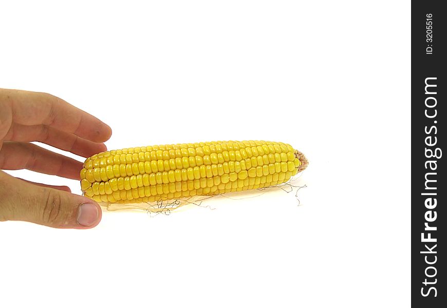 Isolated ear of corn on a white background with a hand. Isolated ear of corn on a white background with a hand.