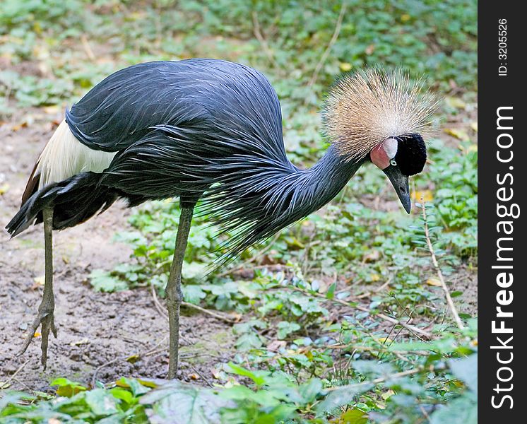 Portrait of black crowned crane. Portrait of black crowned crane